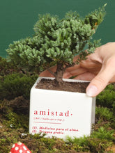 Matera Amistad con Bonsai